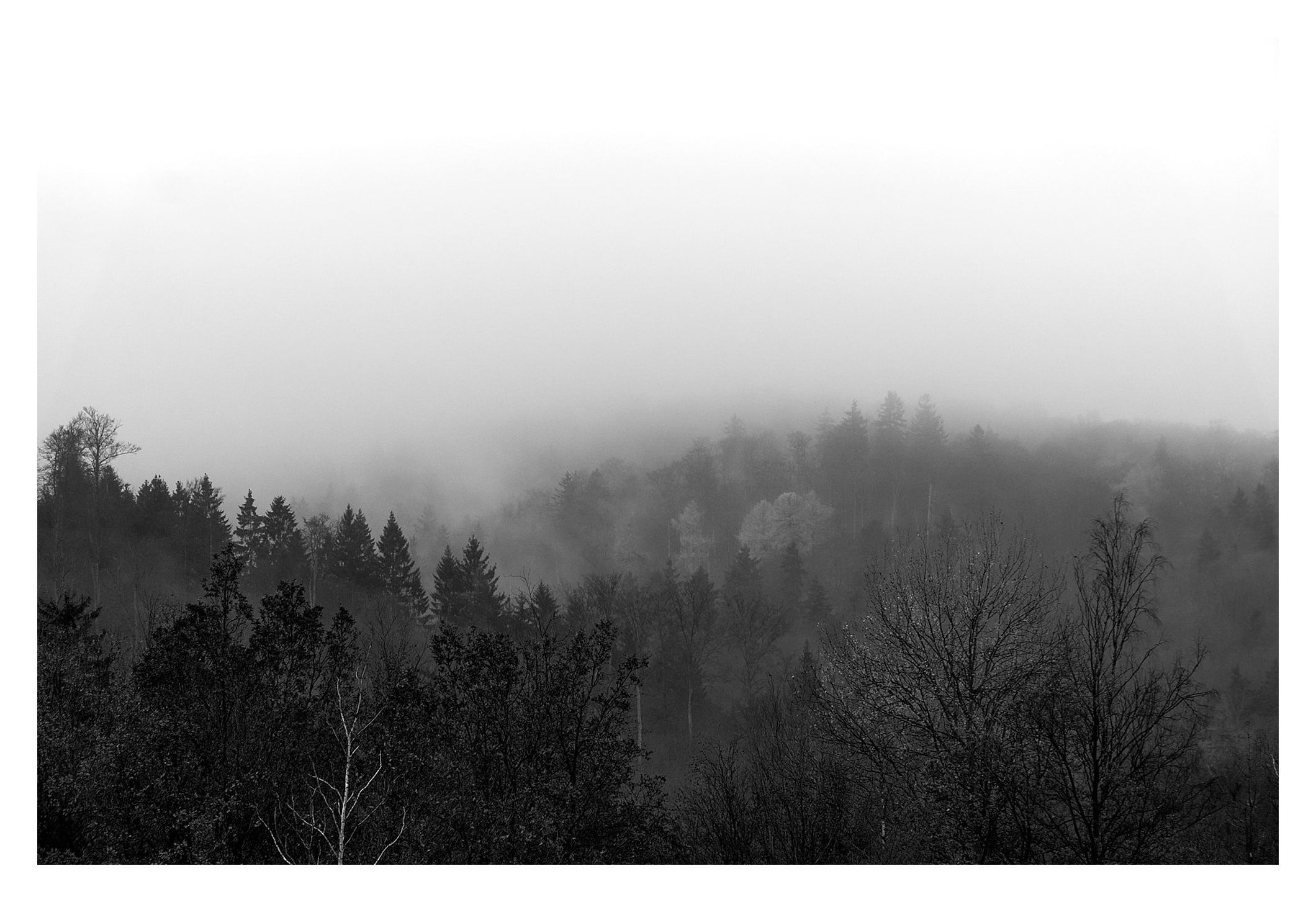 Dichter Nebel über Waldbergen in Schwarzweiß
