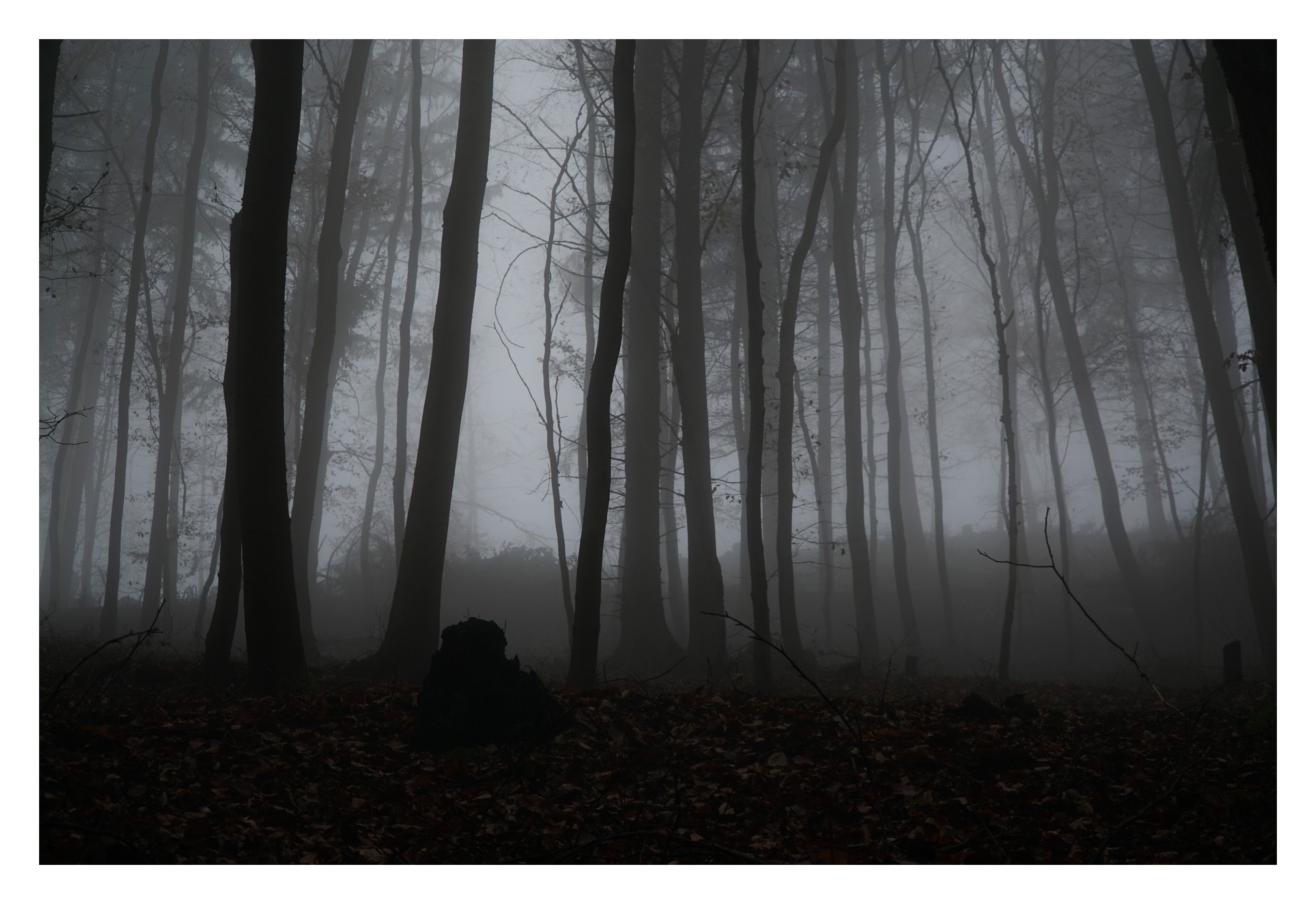 Dunkle Baumstämme in einem nebligen Wald